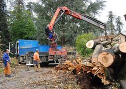 Las labores. El despiece del árbol requirió el apoyo de dos grandes grúas. :: CAVIA/