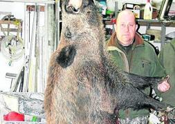 Pedro Descalzo, con un jabalí de 150 kilos abatido recientemente. / DM/