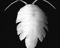 Cantabroniscus primitivus/