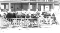 Se ofertaron muchas novillas y vacas. / SANE/