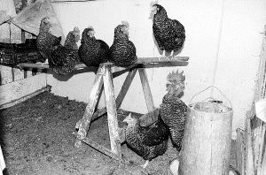 Un grupo de gallinas de raza pedresa en un gallinero de Cabezón de la Sal. / J. ROSENDO/