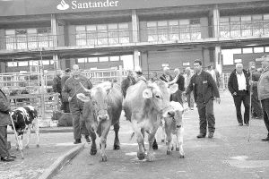 En algunas ferias se ofertan vacas pardo alpinas. /SANE/
