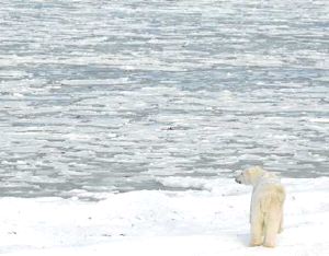 El Polo Norte es ya una masa de hielo rodeada de agua por todas partes. / AP/