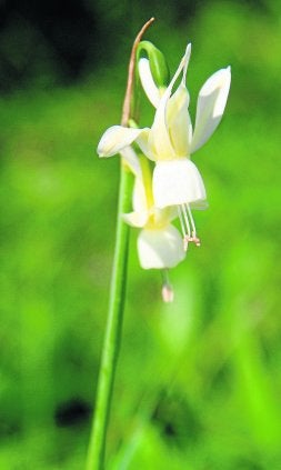La observación de la flora presente en la zona es uno de los principales atractivos de la visita./