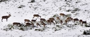 Rebaño de venados, sobre la nieve, en la zona de Sejos. :: DM/