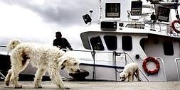 Dos ejemplares de esta raza, en su hábitat natural, en el puerto, junto a los barcos pesqueros. :: ALBERTO AJA/