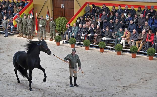 Los Sementales De Ibio Desfilan Ante 300 Ganaderos Que Buscan La Mejor Descendencia Para Sus Yeguas El Diario Montanes